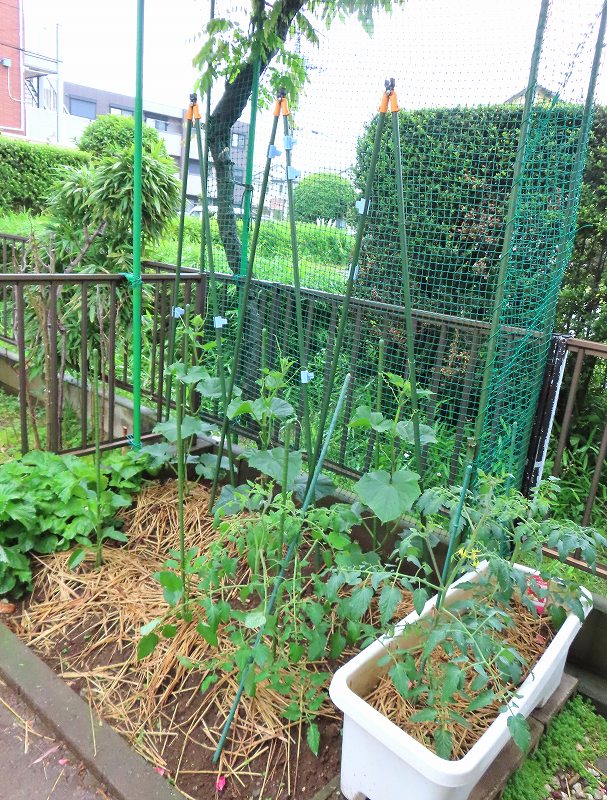 5月5日ひとり言ページ掲載の野菜、成長が速い!-22日撮影