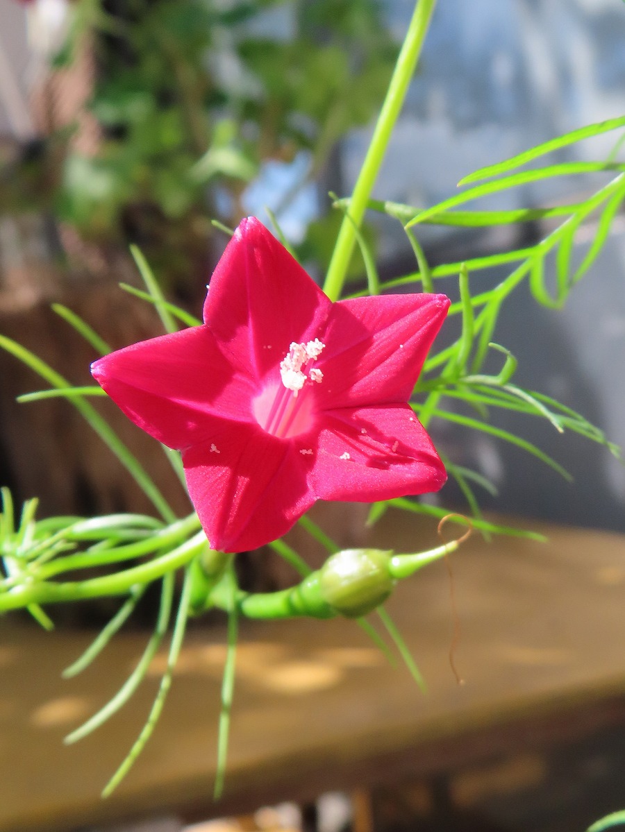 ルコウソウ(縷紅草):我家の庭で開花!蕾多く、これから次から次へと...10月7日撮影